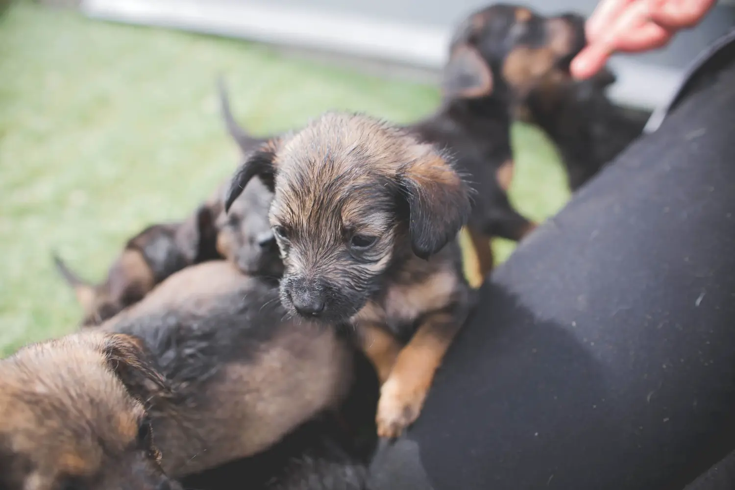 Bir Border Terrier yavrusu satın almak sorumluluk almak demektir! Border Terrier yavruları satın alın.