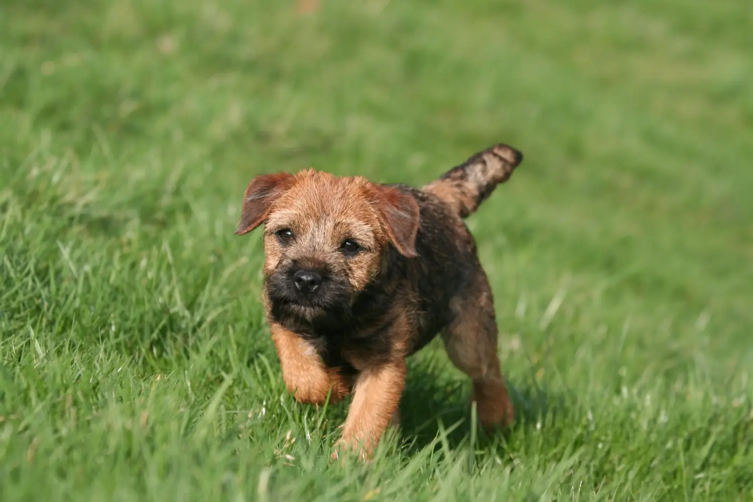 Bir Border Terrier yavrusu satın almak sorumluluk almak demektir! Border Terrier yavruları satın alın.
