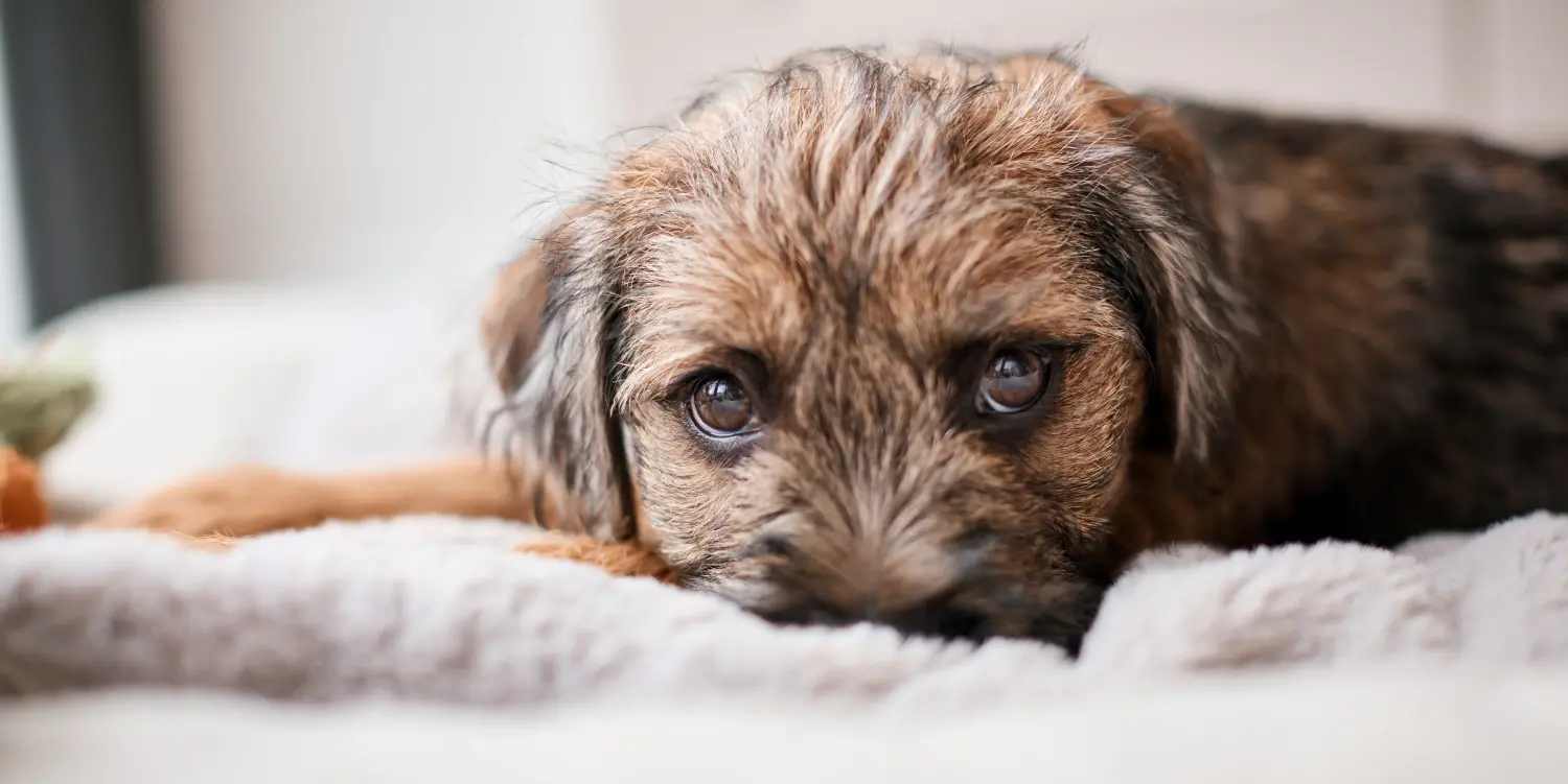 Bir Border Terrier yavrusu satın almak sorumluluk almak demektir! Border Terrier yavruları satın alın.