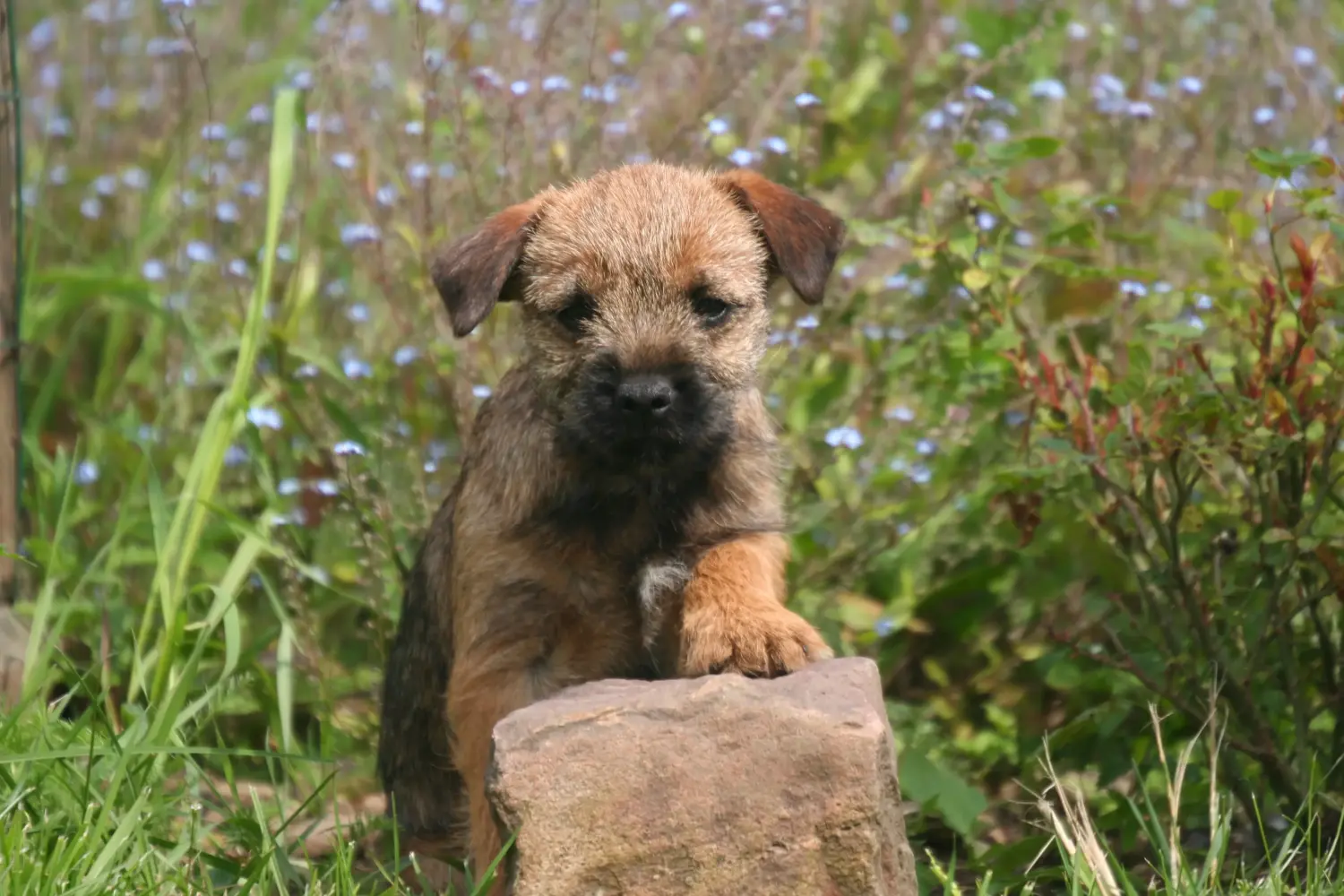 Bir Border Terrier yavrusu satın almak sorumluluk almak demektir! Border Terrier yavruları satın alın.