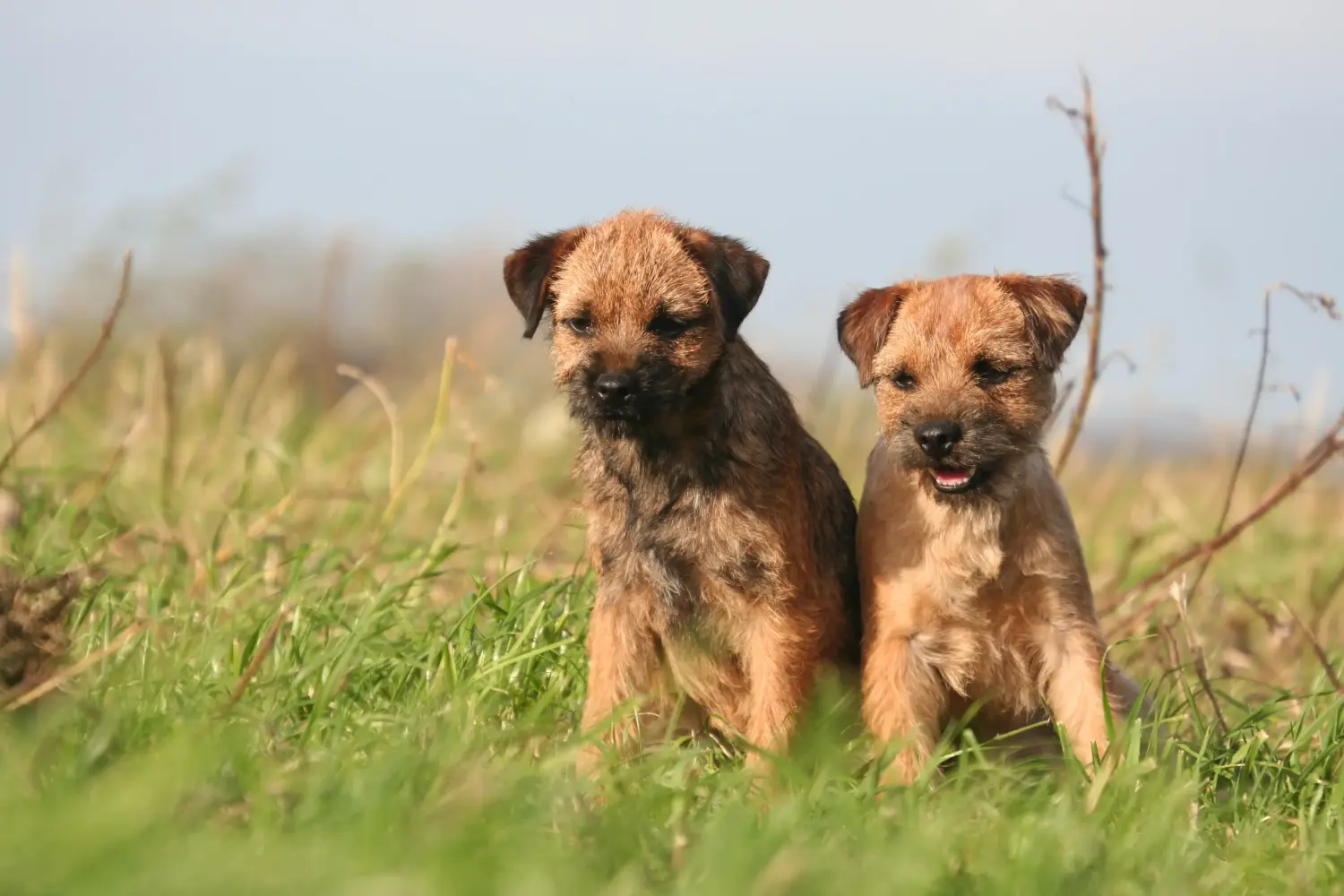 Bir Border Terrier yavrusu satın almak sorumluluk almak demektir! Border Terrier yavruları satın alın.