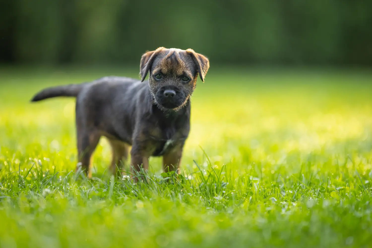 Bir Border Terrier yavrusu satın almak sorumluluk almak demektir! Border Terrier yavruları satın alın.