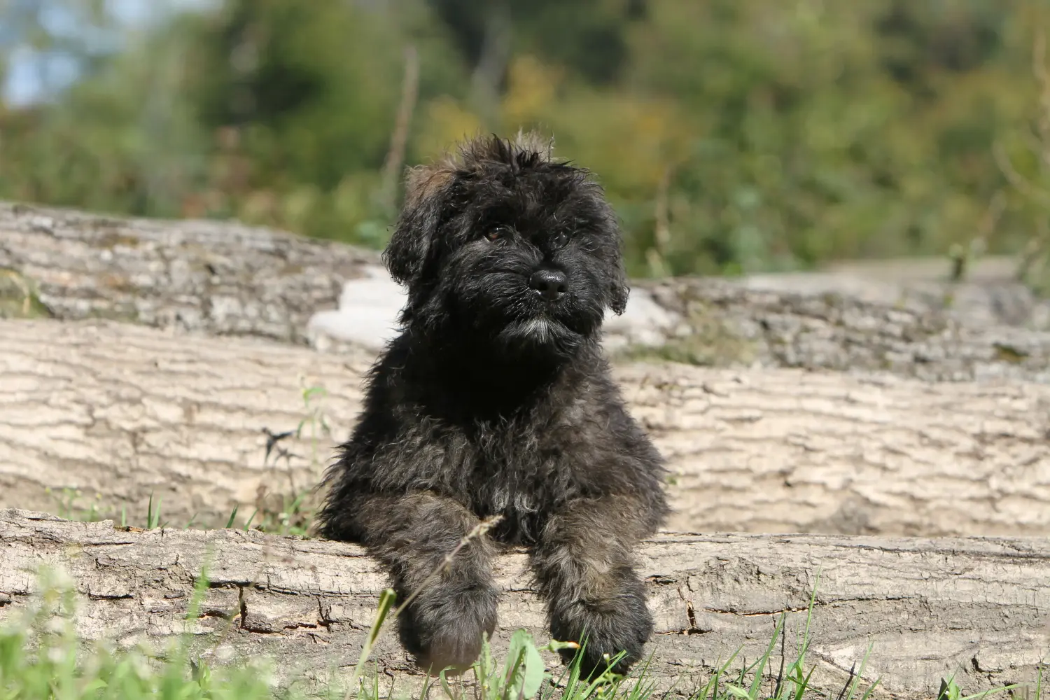 Bir Bouvier des Flandres yavrusu satın almak sorumluluk almak demektir! Bouvier des Flandres yavru köpekleri satın alın.