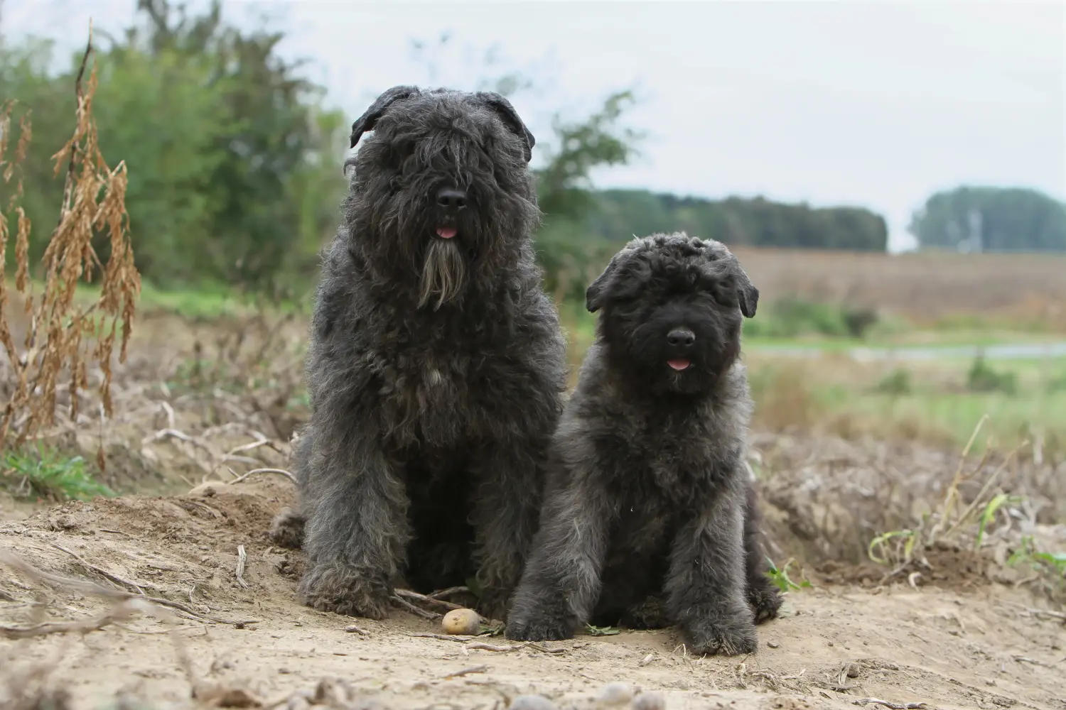 Bir Bouvier des Flandres yavrusu satın almak sorumluluk almak demektir! Bouvier des Flandres yavru köpekleri satın alın.