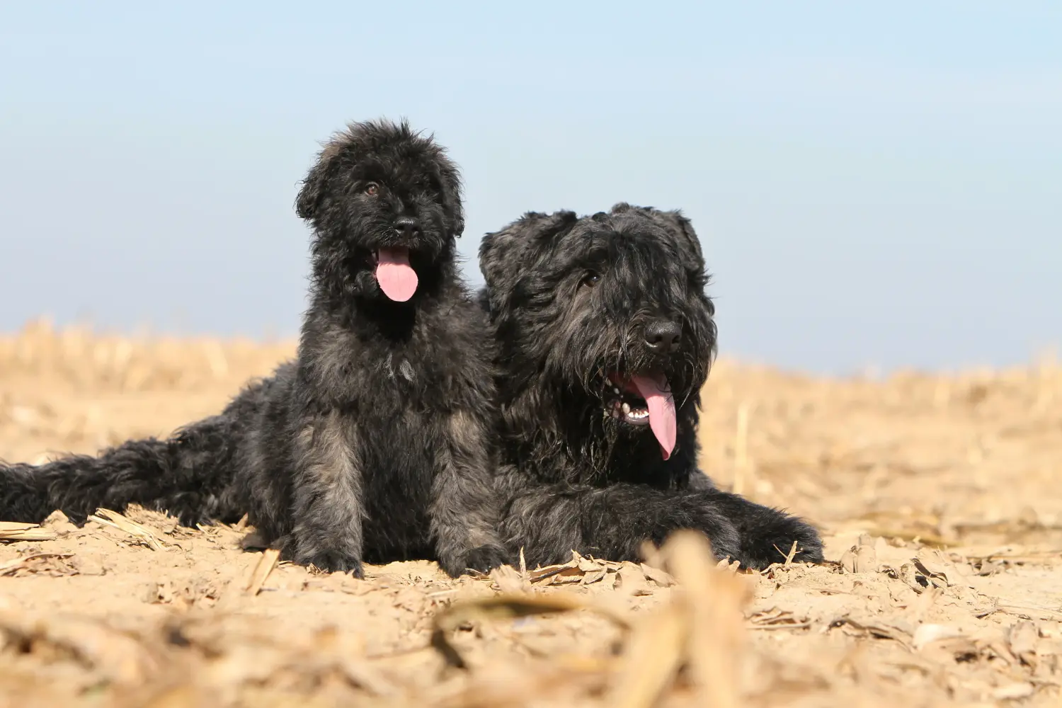 Bir Bouvier des Flandres yavrusu satın almak sorumluluk almak demektir! Bouvier des Flandres yavru köpekleri satın alın.