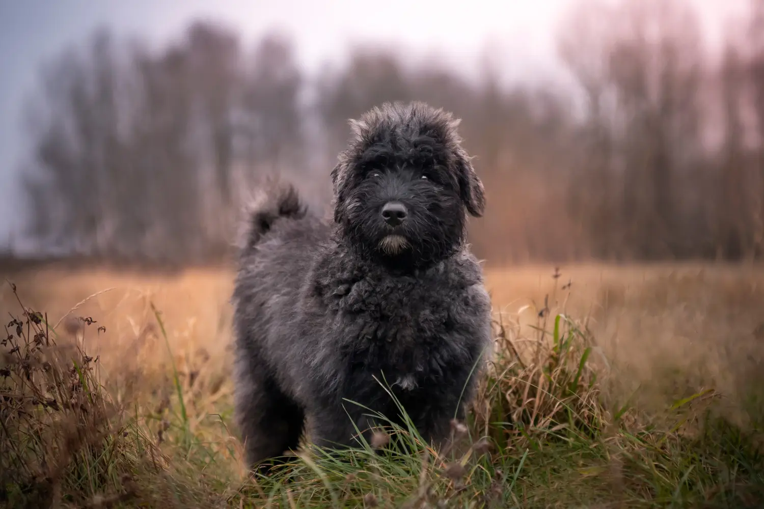 Bir Bouvier des Flandres yavrusu satın almak sorumluluk almak demektir! Bouvier des Flandres yavru köpekleri satın alın.