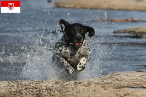 Read more about the article Brandenburg’da Braque d’Auvergne yetiştiricileri ve köpek yavruları