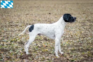 Read more about the article Bavyera’da Braque d’Auvergne yetiştiricileri ve köpek yavruları