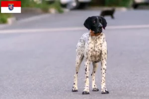 Read more about the article Hessen’de Braque d’Auvergne yetiştiricileri ve köpek yavruları