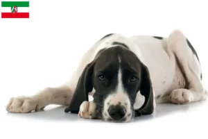 Read more about the article Kuzey Ren-Vestfalya’da Braque d’Auvergne yetiştiricileri ve köpek yavruları