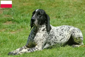 Read more about the article Polonya’daki Braque d’Auvergne yetiştiricileri ve köpek yavruları
