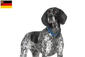 Read more about the article Rheinland-Pfalz’da Braque d’Auvergne yetiştiricileri ve köpek yavruları
