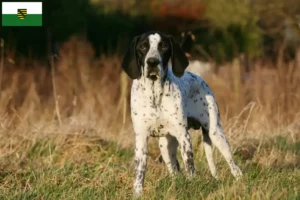 Read more about the article Saksonya’da Braque d’Auvergne yetiştiricileri ve köpek yavruları