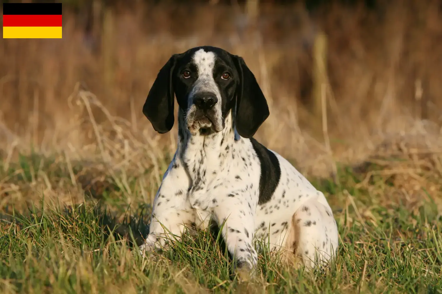 Read more about the article Almanya’daki Braque d’Auvergne yetiştiricileri ve köpek yavruları