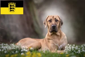 Read more about the article Baden-Württemberg’de Broholmer yetiştiricileri ve köpek yavruları