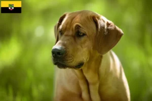 Read more about the article Saksonya-Anhalt’daki Broholmer yetiştiricileri ve köpek yavruları