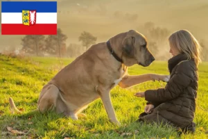 Read more about the article Schleswig-Holstein’da Broholmer yetiştiricileri ve köpek yavruları