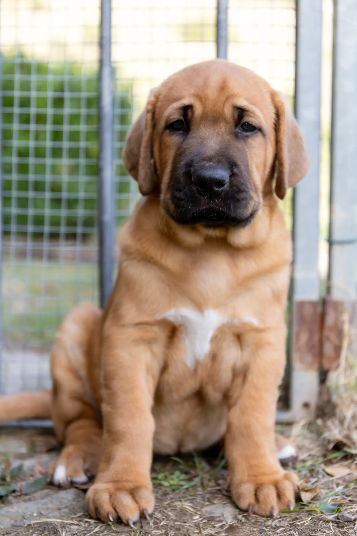 Bir Broholmer yavrusu satın almak sorumluluk almak demektir! Broholmer yavru köpekleri satın alın.