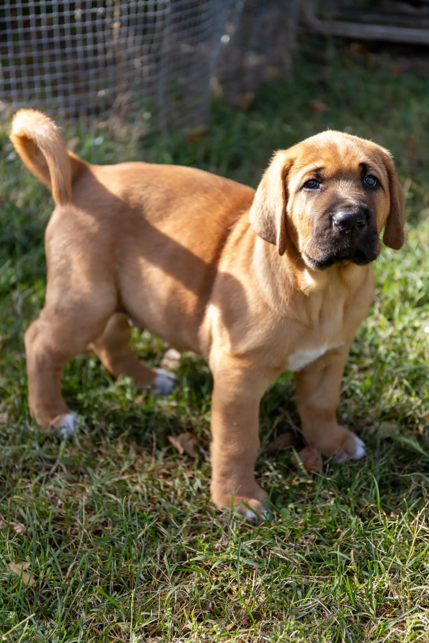 Bir Broholmer yavrusu satın almak sorumluluk almak demektir! Broholmer yavru köpekleri satın alın.