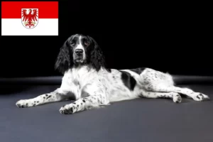 Read more about the article Brandenburg’da büyük Münsterländer yetiştiricisi ve köpek yavruları