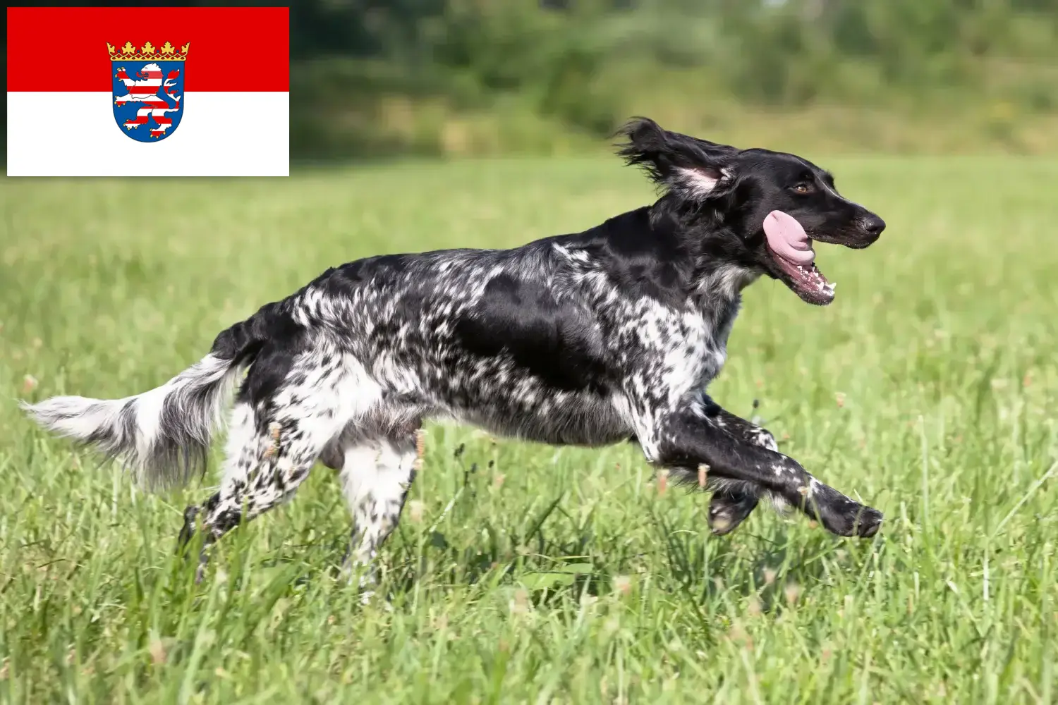 Read more about the article Hessen’de büyük Münsterländer yetiştiricisi ve köpek yavruları