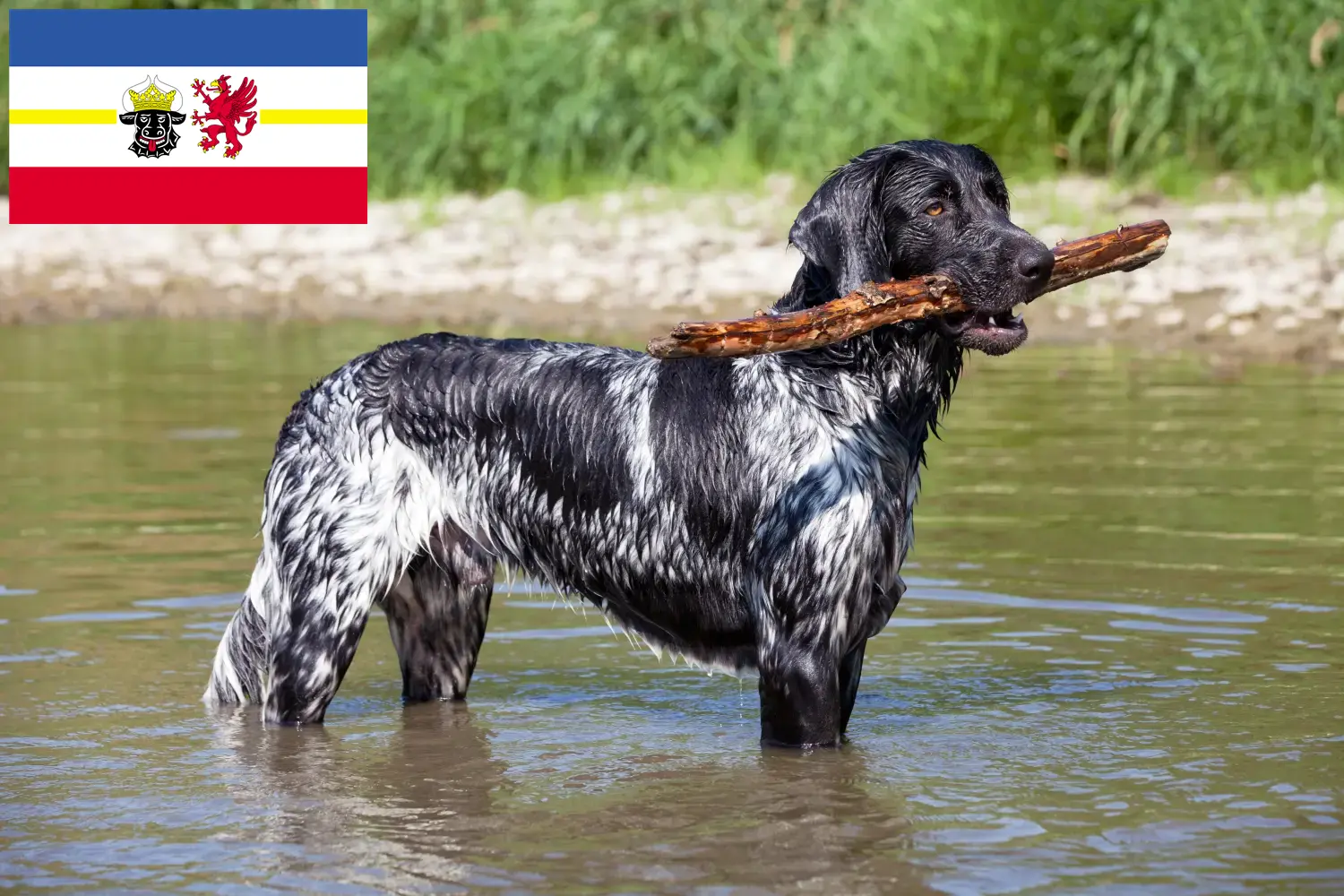 Read more about the article Mecklenburg-Vorpommern’de büyük Münsterländer yetiştiricisi ve köpek yavruları