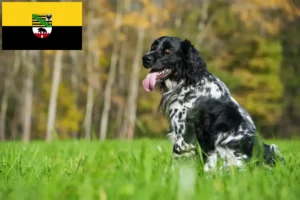 Read more about the article Saksonya-Anhalt’da büyük Münsterländer yetiştiricisi ve yavru köpekler