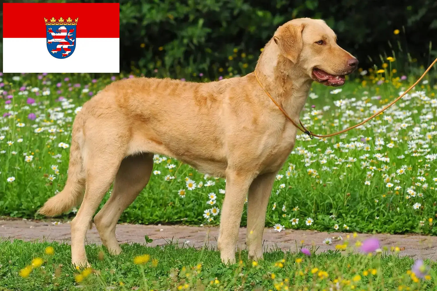 Read more about the article Hessen’de Chesapeake Bay Retriever yetiştiricileri ve köpek yavruları