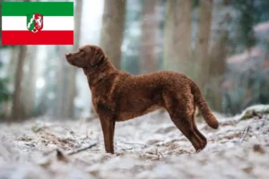 Read more about the article Kuzey Ren-Vestfalya’da Chesapeake Bay Retriever yetiştiricileri ve köpek yavruları