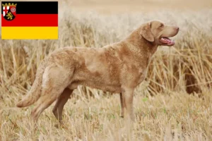 Read more about the article Rheinland-Pfalz’da Chesapeake Bay Retriever yetiştiricileri ve köpek yavruları