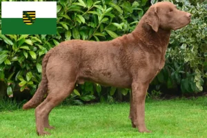 Read more about the article Saxony’de Chesapeake Bay Retriever yetiştiricileri ve köpek yavruları