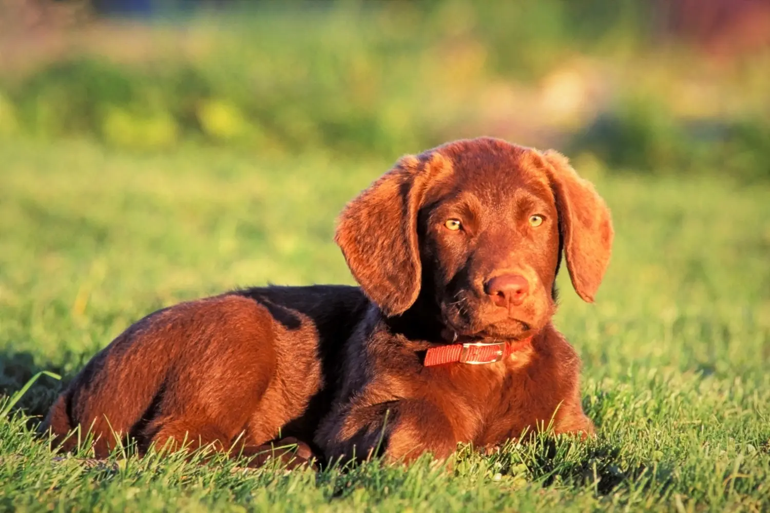 Bir Chesapeake Bay Retriever yavrusu satın almak sorumluluk almak demektir! Chesapeake Bay Retriever yavru köpek satın alın.