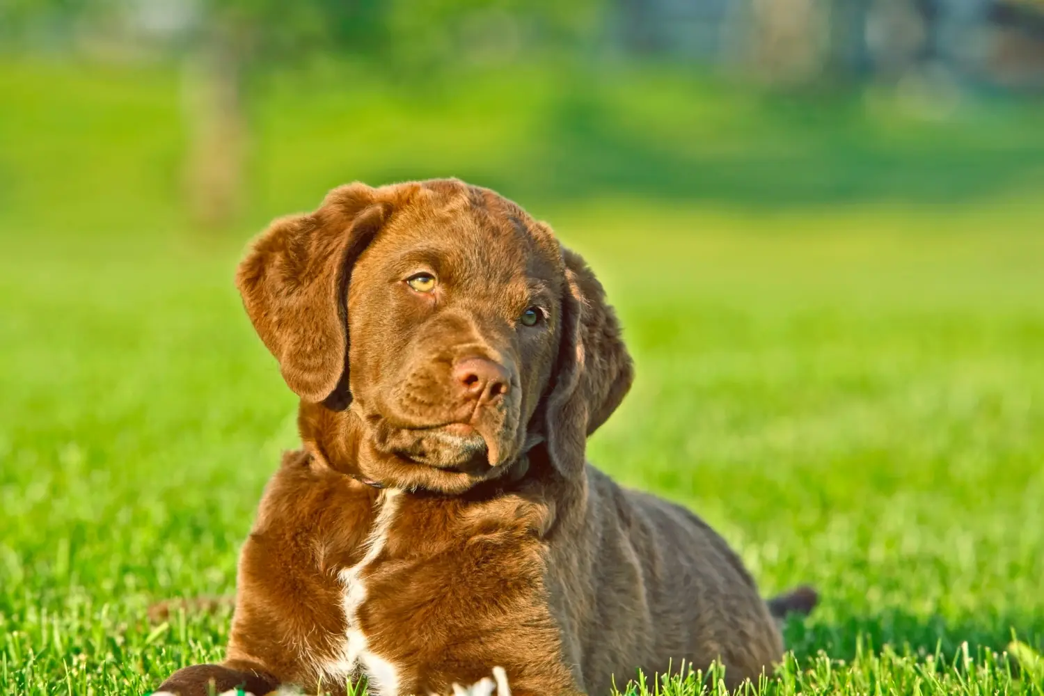 Bir Chesapeake Bay Retriever yavrusu satın almak sorumluluk almak demektir! Chesapeake Bay Retriever yavru köpek satın alın.