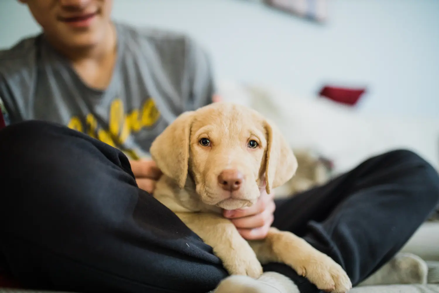 Bir Chesapeake Bay Retriever yavrusu satın almak sorumluluk almak demektir! Chesapeake Bay Retriever yavru köpek satın alın.