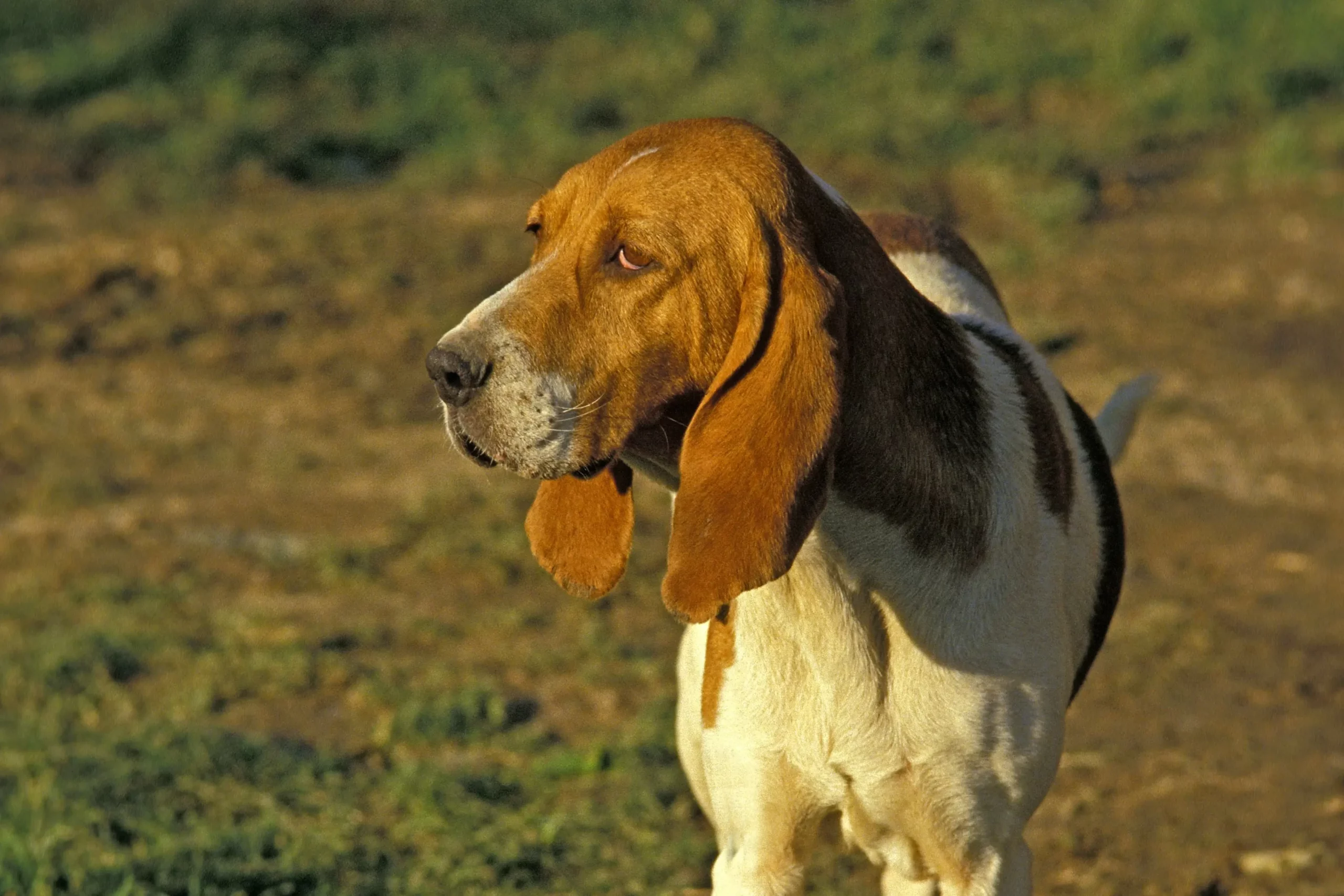 Read more about the article Chien d’Artois yetiştiricisi