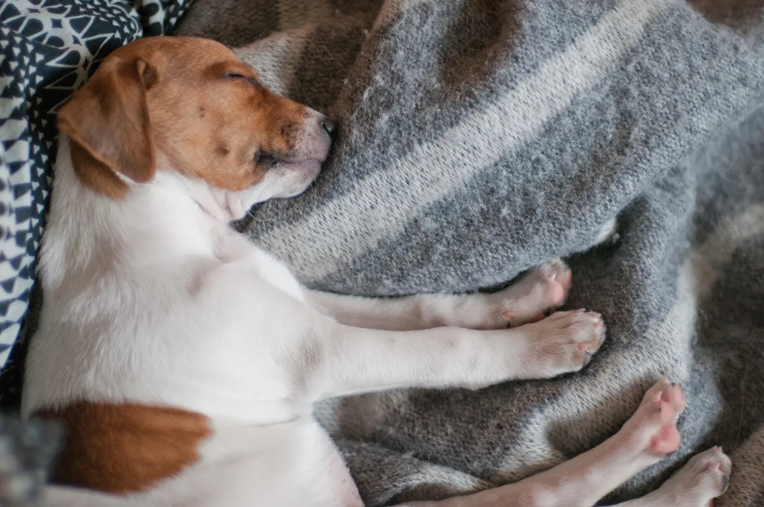 Danimarka-İsveç Çiftlik Köpeği yavrusu satın almak sorumluluk almak demektir! Danimarka-İsveç Çiftlik Köpeği yavruları satın alın.