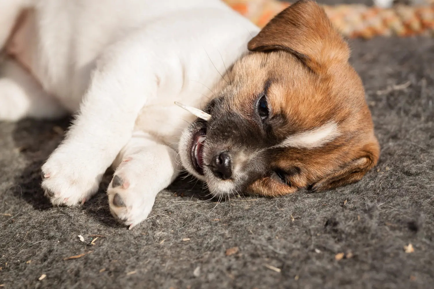 Danimarka-İsveç Çiftlik Köpeği yavrusu satın almak sorumluluk almak demektir! Danimarka-İsveç Çiftlik Köpeği yavruları satın alın.