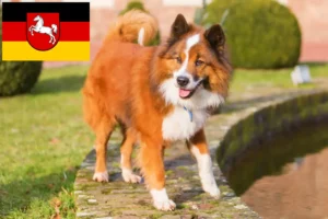 Read more about the article Aşağı Saksonya’da Elo yetiştiricileri ve köpek yavruları