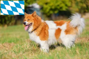 Read more about the article Bavyera’da Elo yetiştiricileri ve köpek yavruları