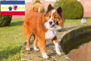 Read more about the article Mecklenburg-Vorpommern’de Elo yetiştiricileri ve köpek yavruları