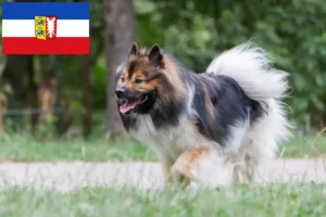 Read more about the article Schleswig-Holstein’da Elo yetiştiricileri ve köpek yavruları