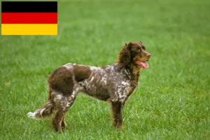 Read more about the article Almanya’da Épagneul Picard yetiştiricileri ve köpek yavruları