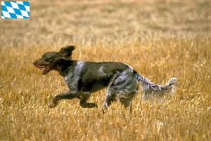 Read more about the article Bavyera’da Épagneul Picard yetiştiricileri ve köpek yavruları