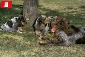Read more about the article Hamburg’da Épagneul Picard yetiştiricileri ve köpek yavruları