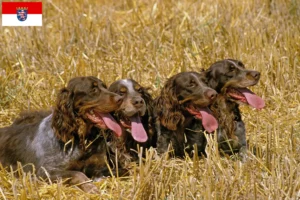 Read more about the article Hessen’de Épagneul Picard yetiştiricileri ve köpek yavruları