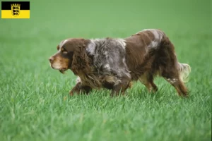 Read more about the article Baden-Württemberg’de Épagneul Picard yetiştiricileri ve köpek yavruları