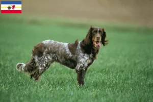 Read more about the article Mecklenburg-Vorpommern’de Épagneul Picard yetiştiricileri ve köpek yavruları
