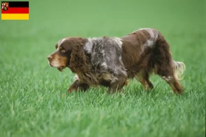 Read more about the article Rheinland-Pfalz’da Épagneul Picard yetiştiricileri ve köpek yavruları