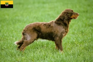 Read more about the article Saksonya-Anhalt’da Épagneul Picard yetiştiricileri ve köpek yavruları
