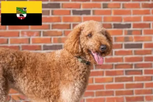 Read more about the article Saxony-Anhalt’da Goldendoodle yetiştiricileri ve köpek yavruları